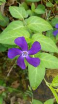 Vinca major